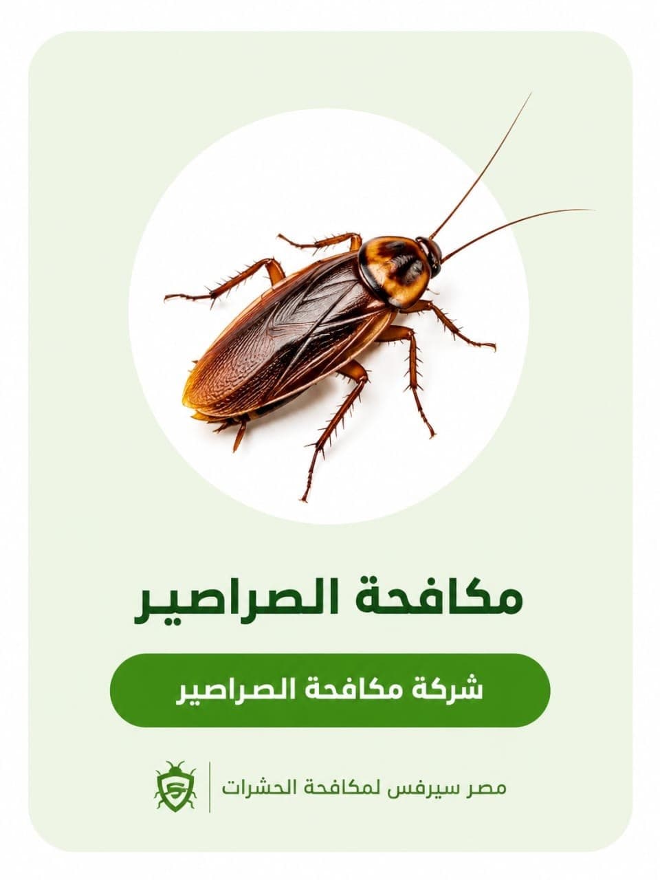 الشركة الألمانية لمكافحة الصراصير - مصر سيرفيس