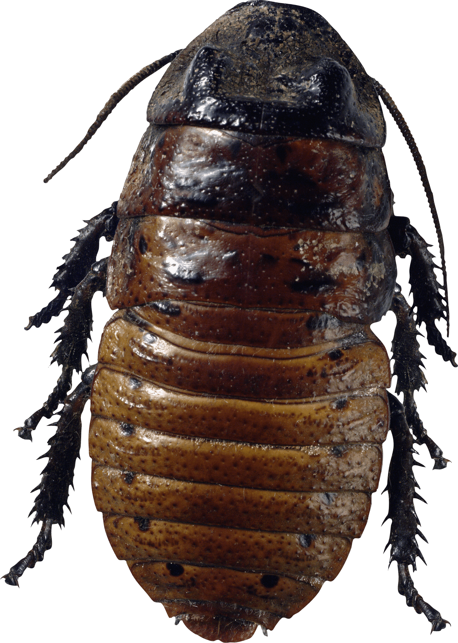 Insect